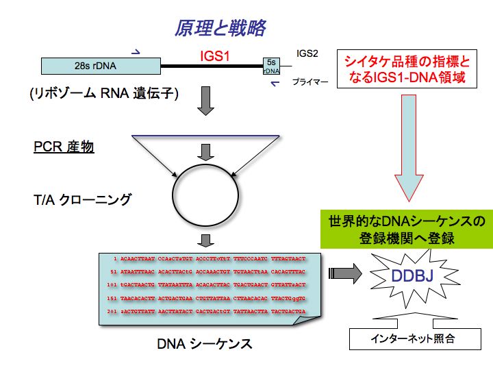 きいたけ しいたけ すその620（登録品種）500個入 | 商品紹介 | タキイ農業資材